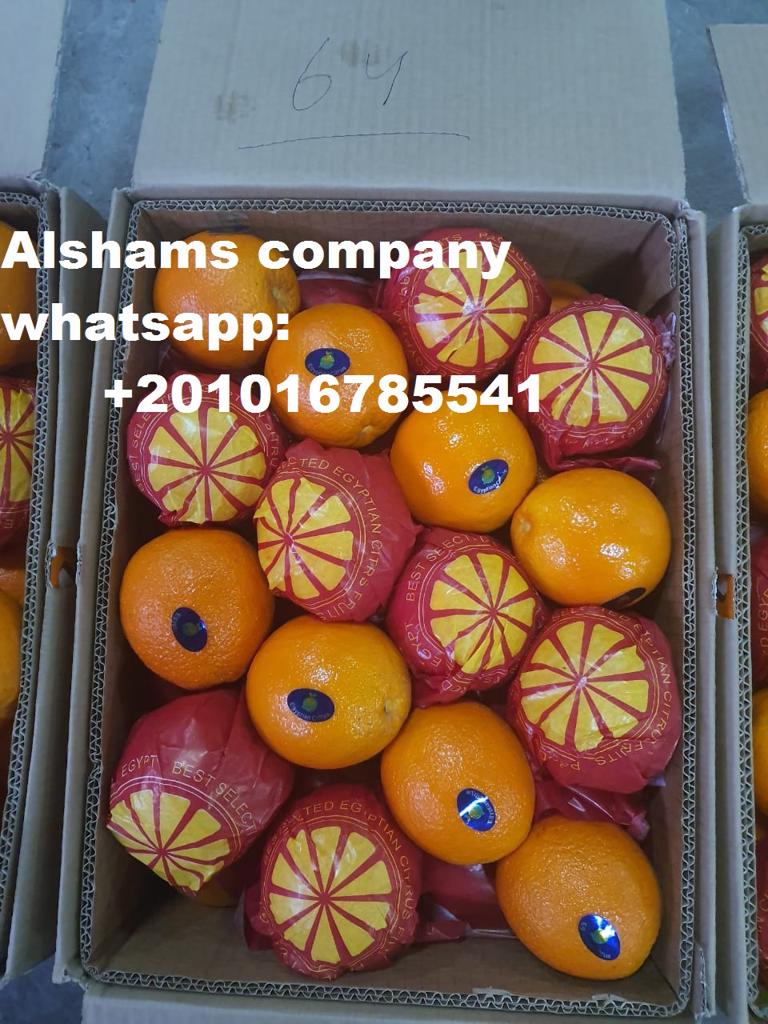 Product image - We have orange  onions ready for export from egypt to all the world. (First class) High quality with very good prices.
For prices and more details you can contact us: 
whatsapp: +201016785541 
Email: alshams.info@yahoo.com 
